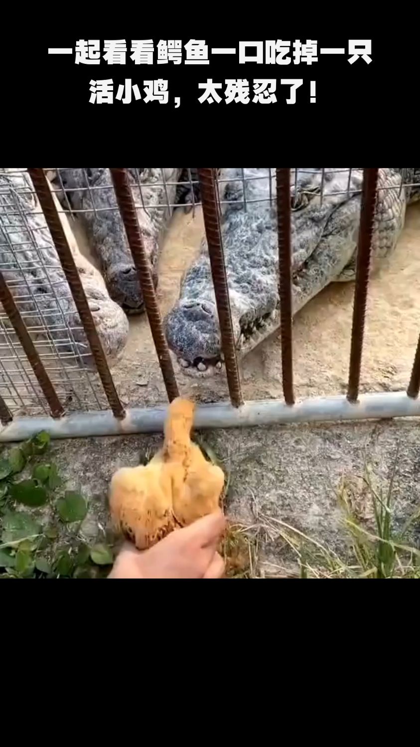 一起看看鳄鱼一口吃掉一只活小鸡,太残忍了!