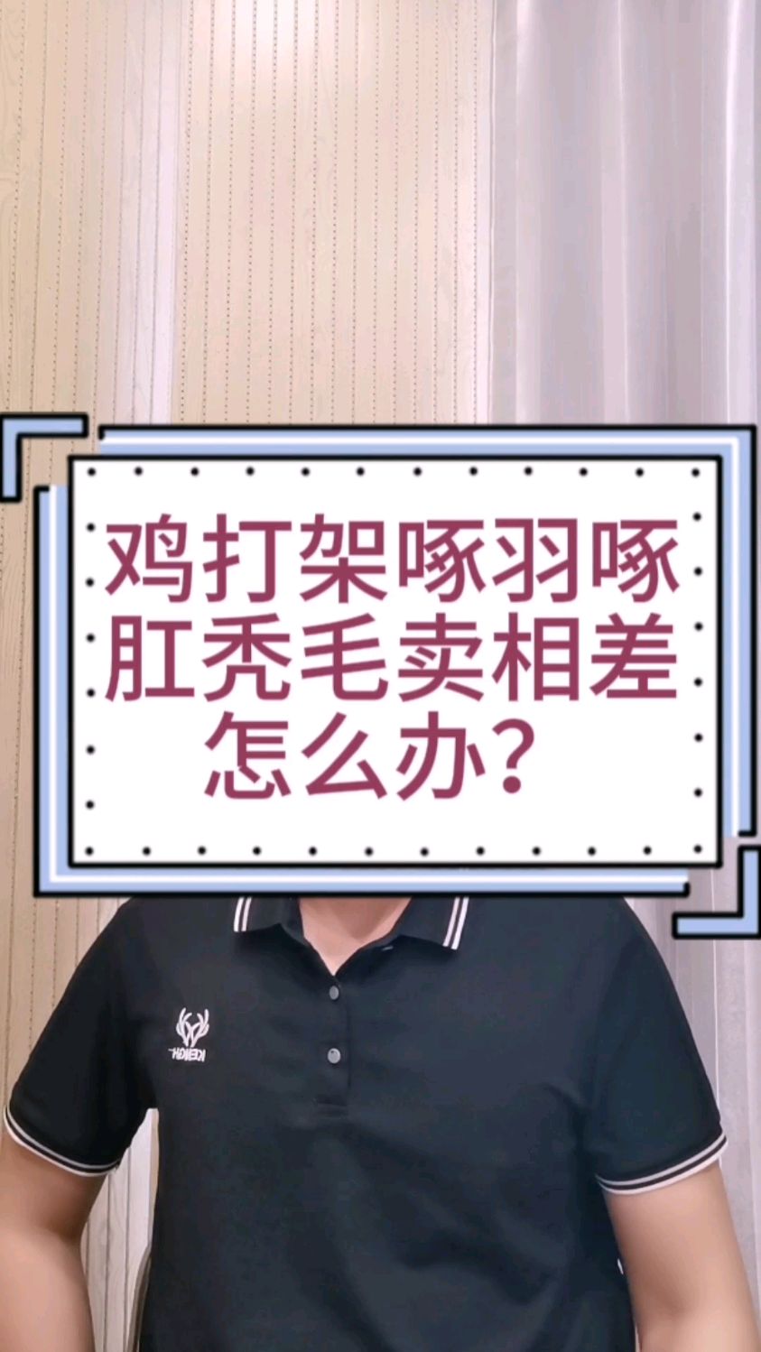 公鸡毛色不好 公鸡吃什么毛色才能更艳丽 什么公鸡毛色最好 红公鸡毛色变白是怎么回事