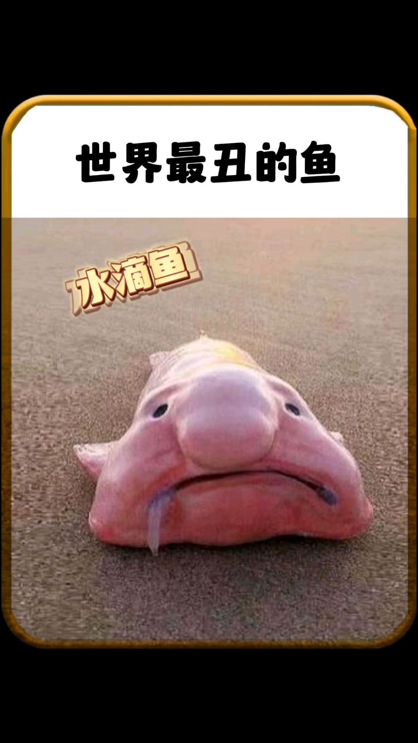 世界上最丑的鱼