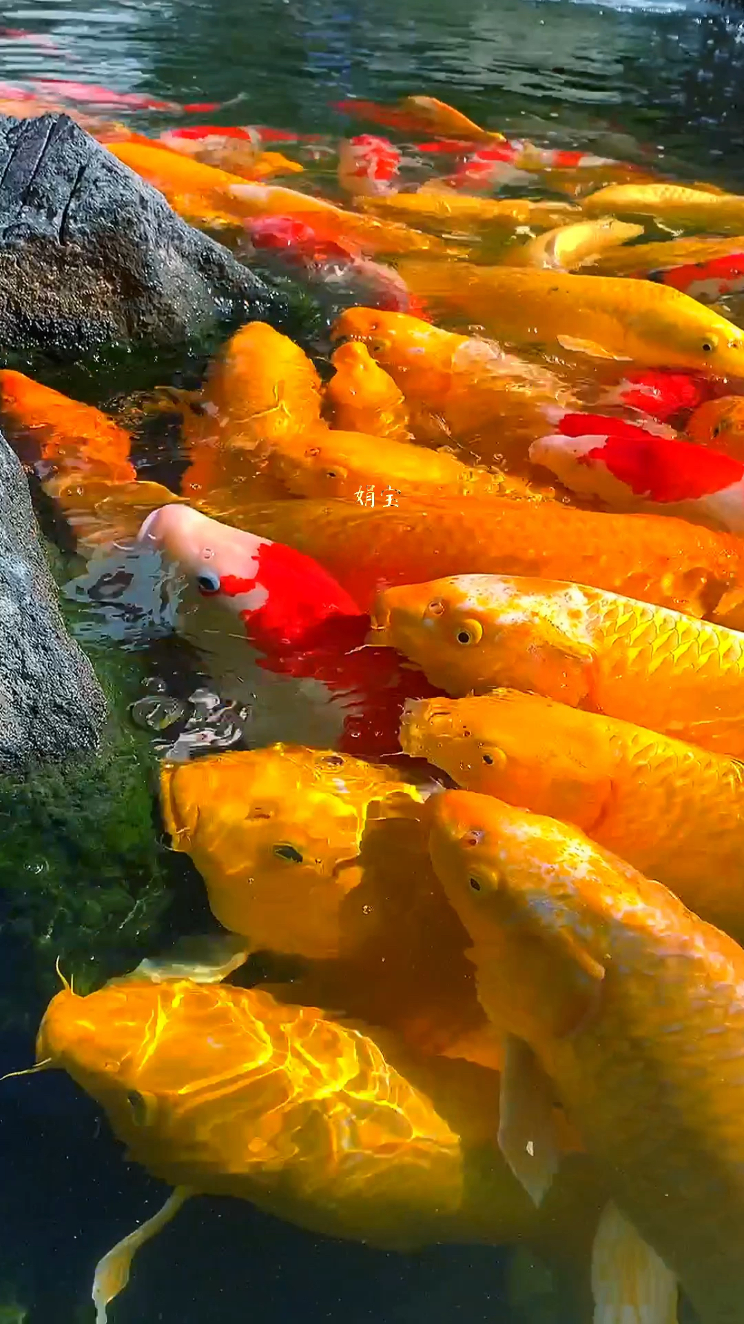 黄金招财鱼,祝你财运亨通,步步高升