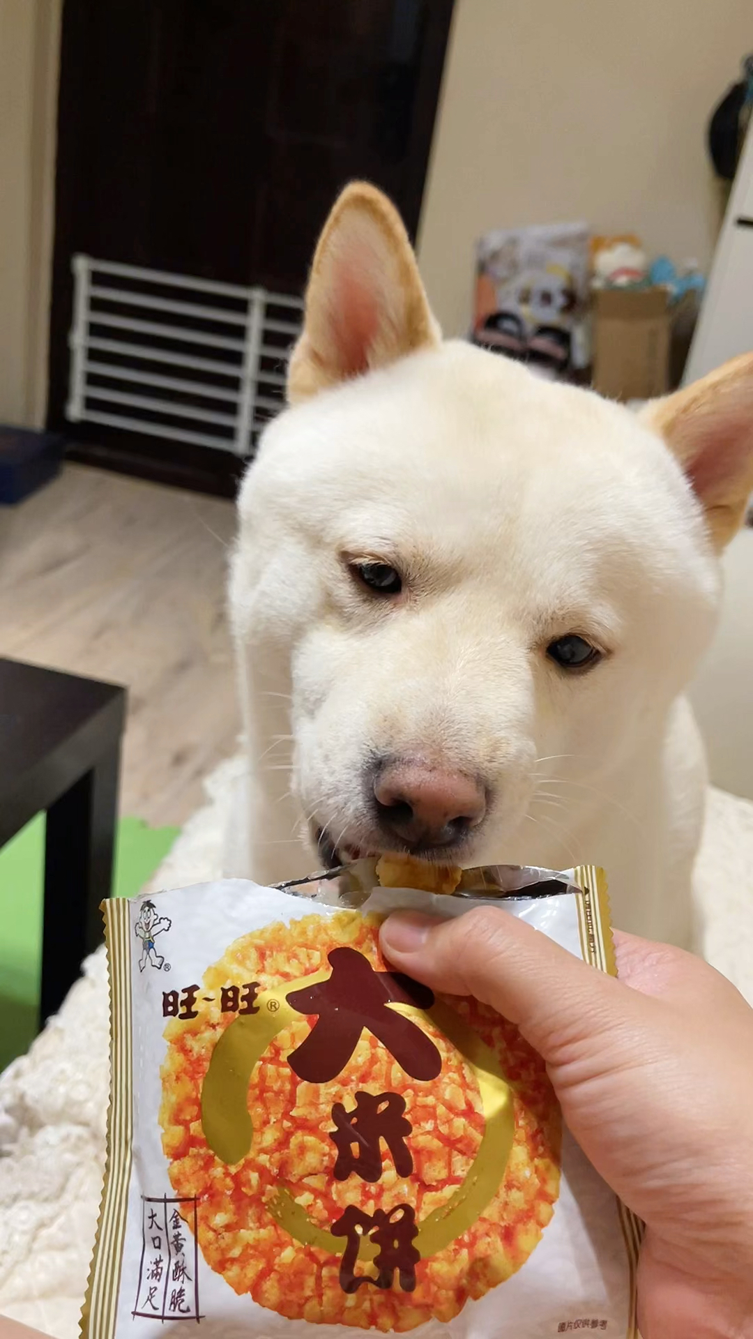 一只爱吃旺旺大米饼的修勾