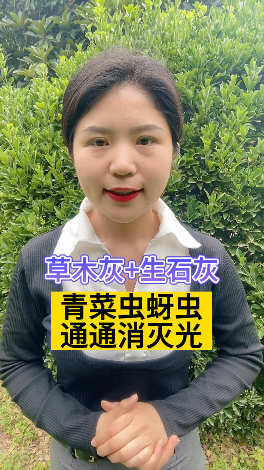 草木灰+生石灰青菜虫蚜虫通通消灭光#病虫害防治