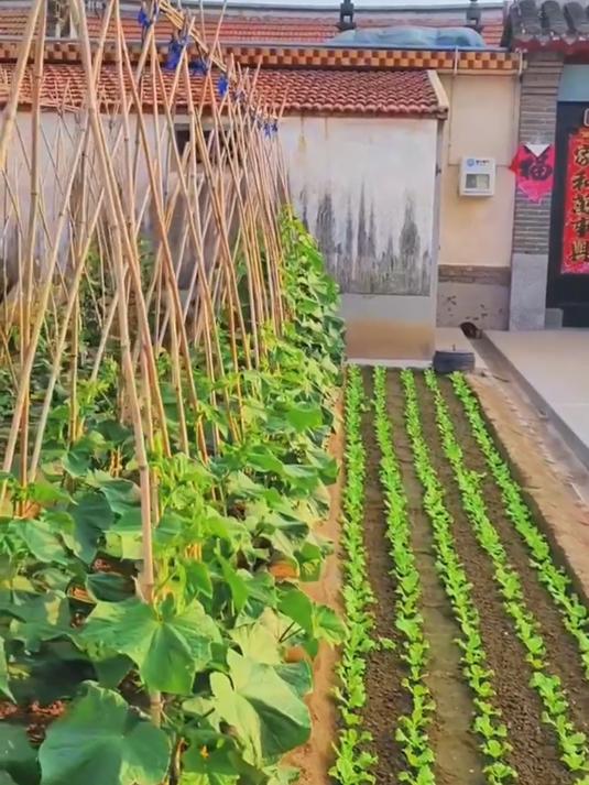 儿子晒老父亲的小菜园,板正得像军事化管理,连杂草都没有