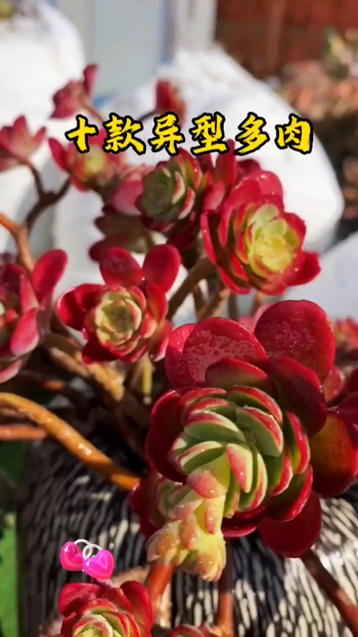 “十种多肉你最喜欢哪一种呢”