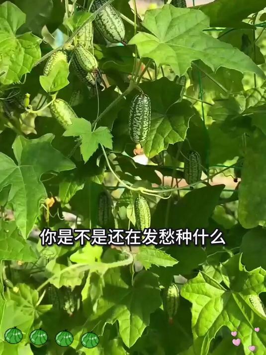 包邮拇指西瓜种子,放心来选购