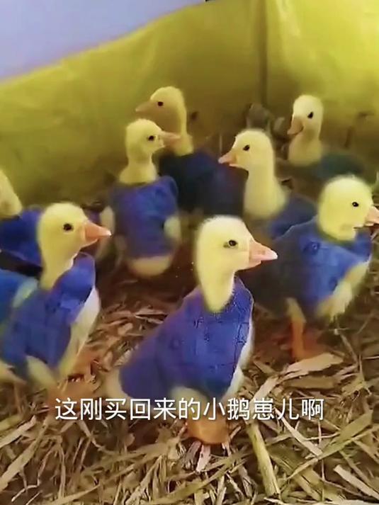 小鹅太可爱了
