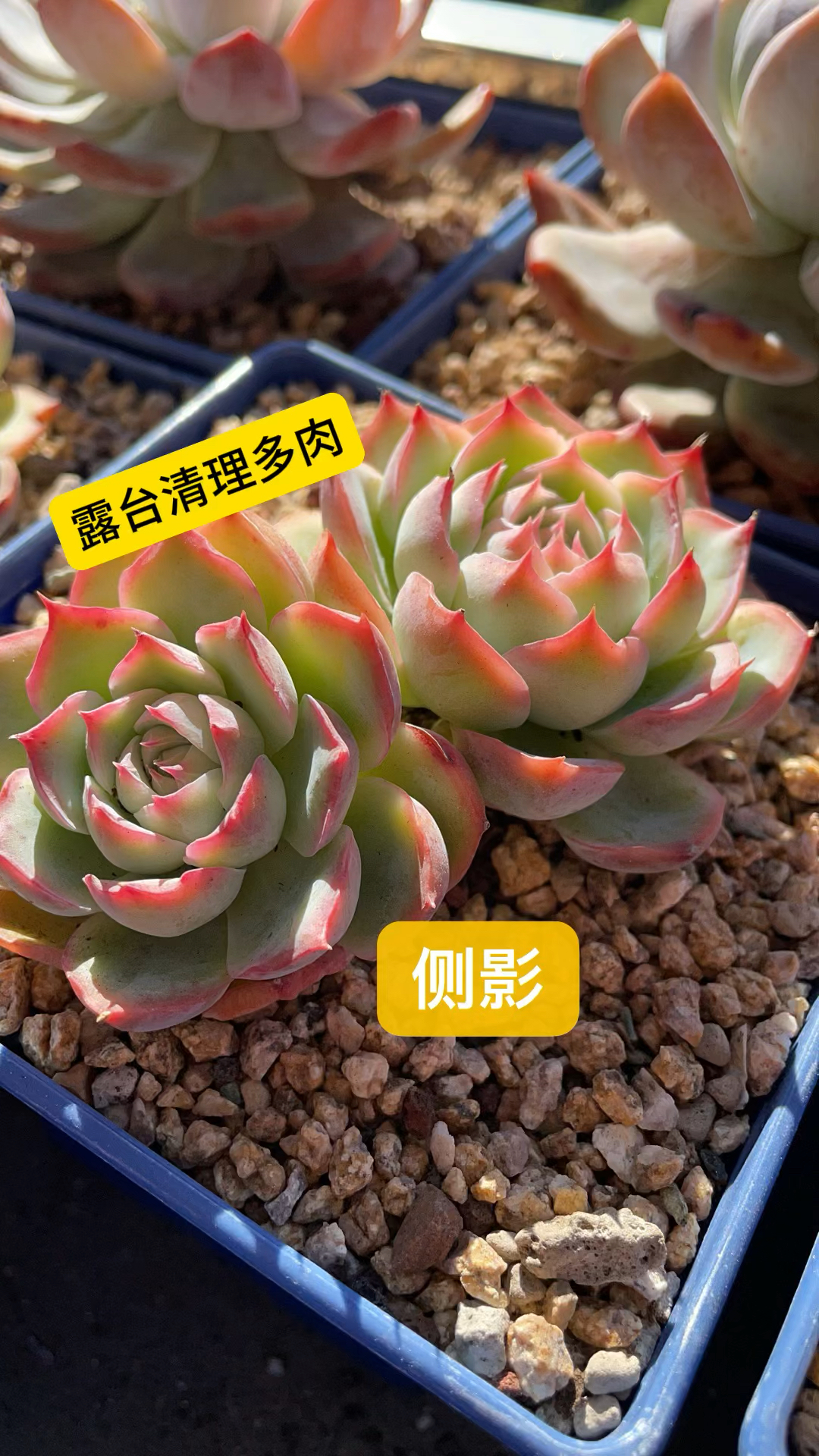 找不到那个把你看的比自己更重要的人,那么就用爱好取悦自己吧#多肉植物 #大连同城