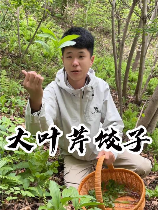 大叶芹饺子 就这开春野菜真的吃到饱,纯天然无污染##纯天然野菜##三农#