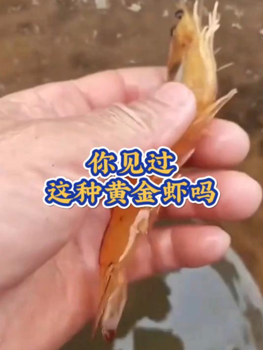 你见过这种黄金虾吗?为何说,看到黄金虾,虾塘产量必高?