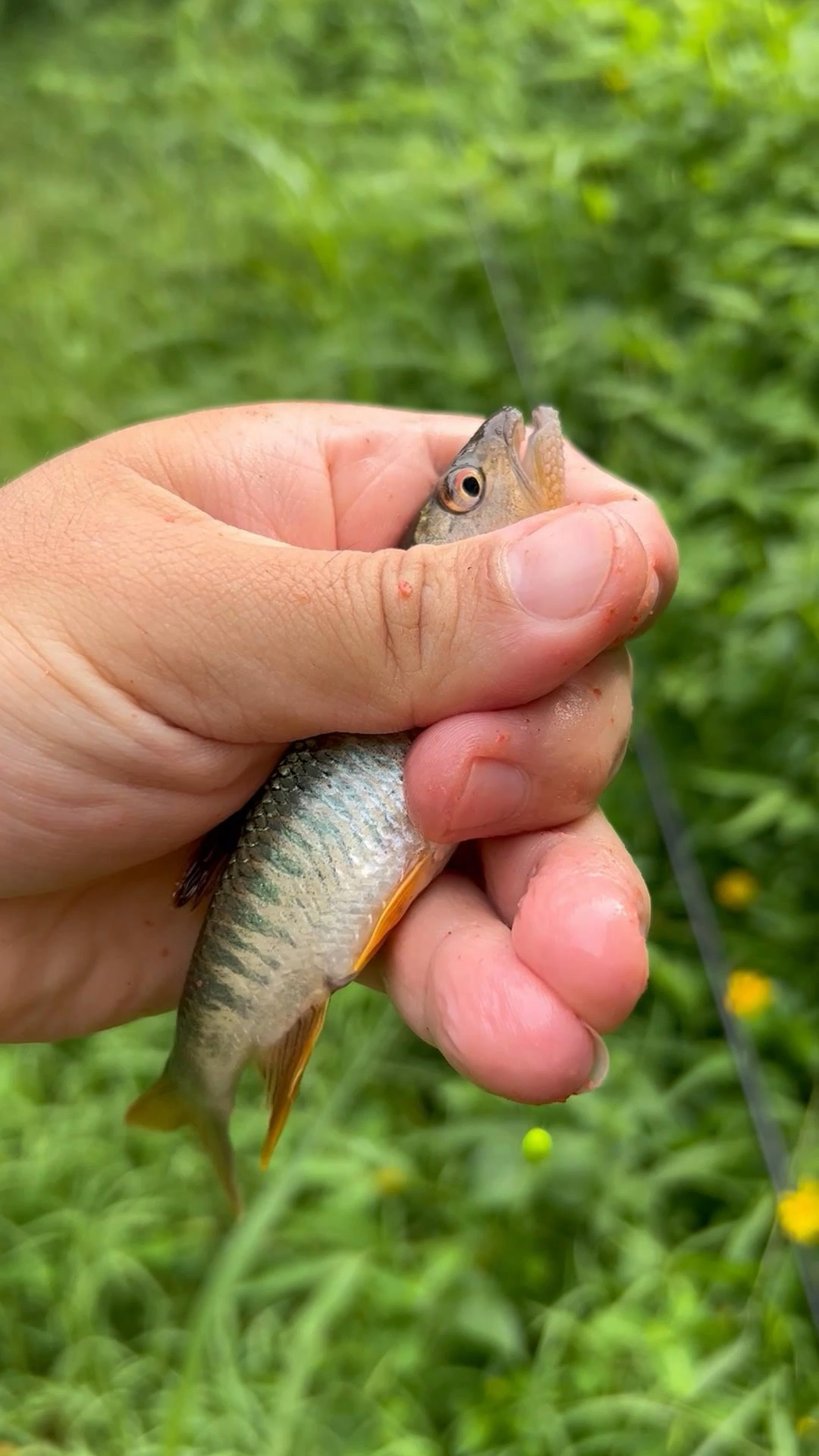 深圳溪流钓优质标点(一)长鳍鱲、马口、异鱲