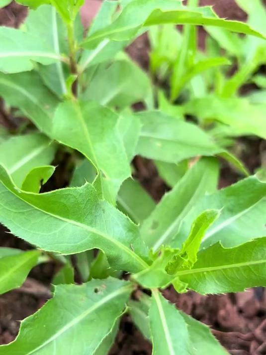 刺儿菜有爱吃的吗?