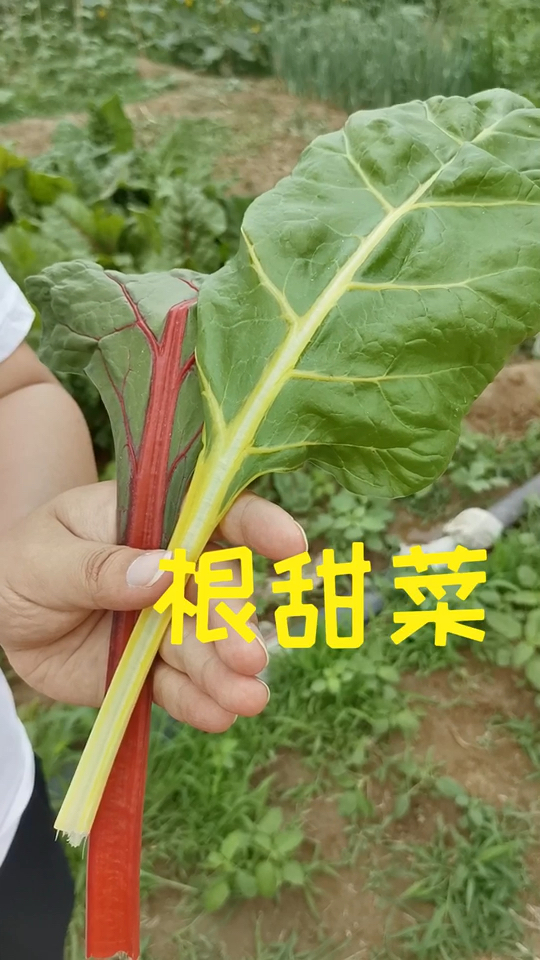 好吃的根甜菜