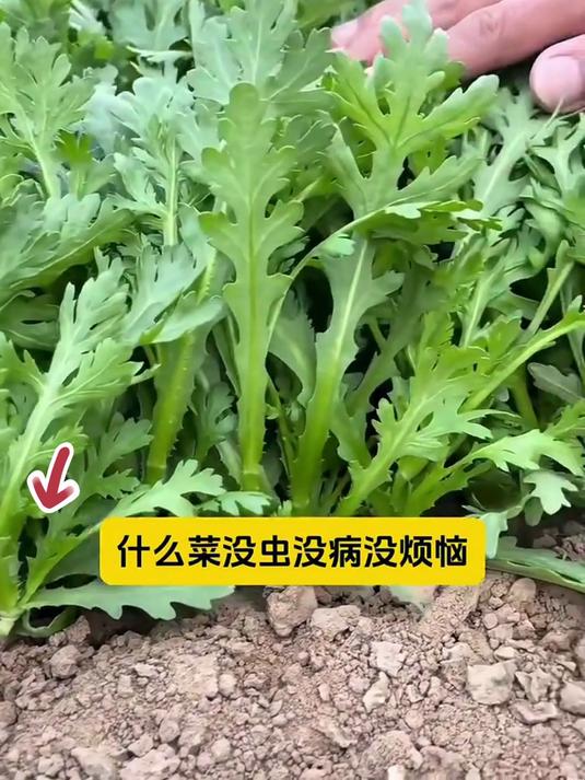 为什么你种不好茼蒿?茼蒿的种植方法和时间你知道吗?