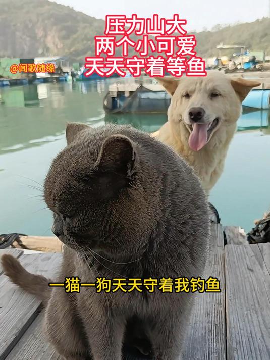 钓鱼人小猫小狗都等鱼上钩