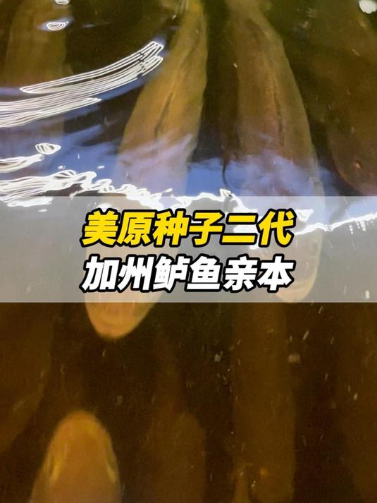 美国原种子二代加州鲈鱼亲本