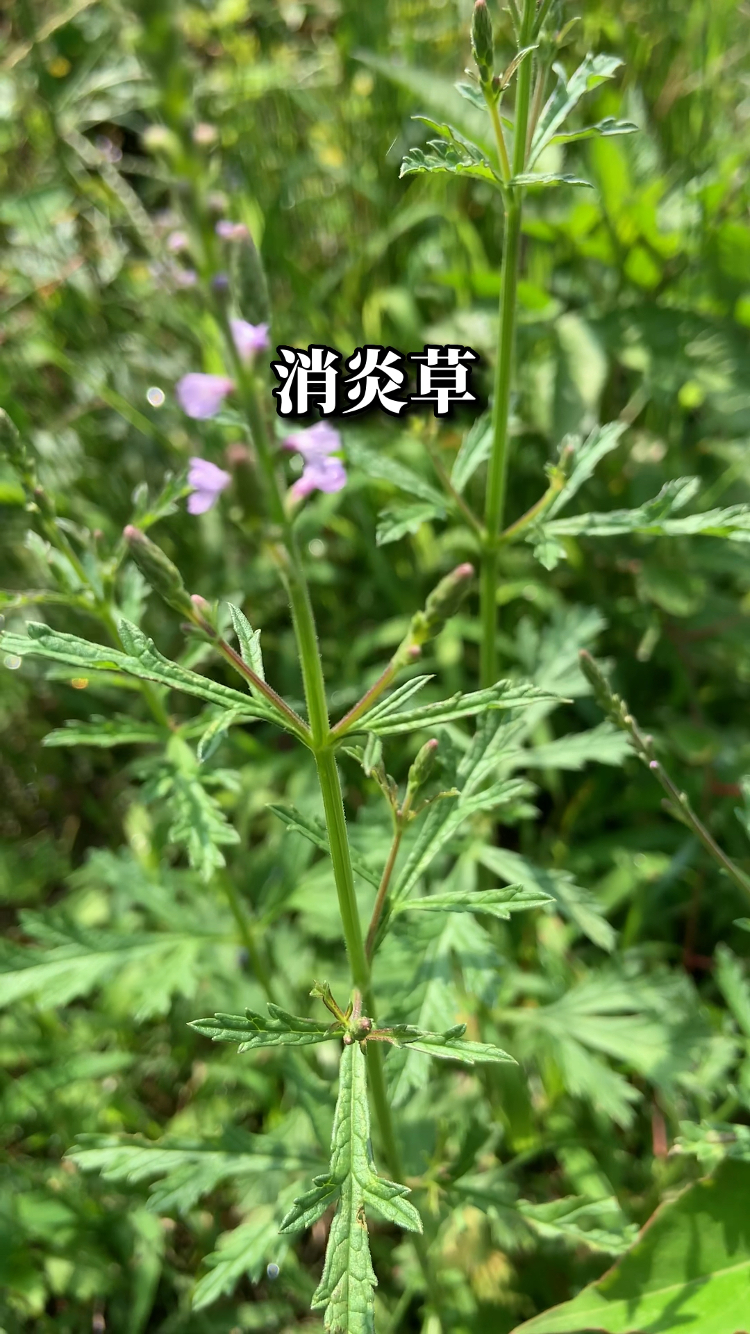 路边不起眼的野草，没想到那么好！