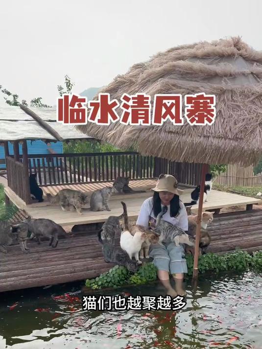 跨物种比武大赛开启！小白鹅挑战猫猫军团，还搭了个清风寨