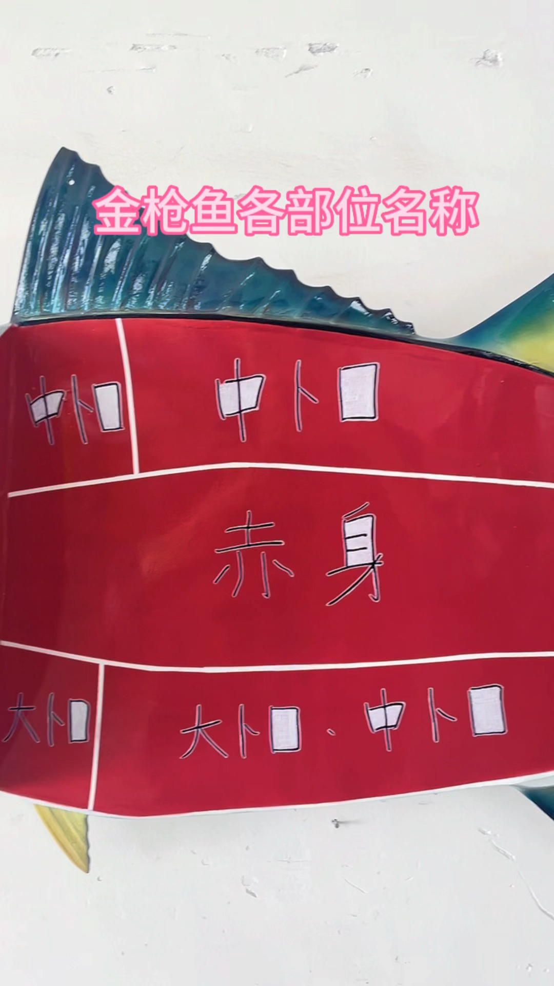 金枪鱼各部位名称解体模型