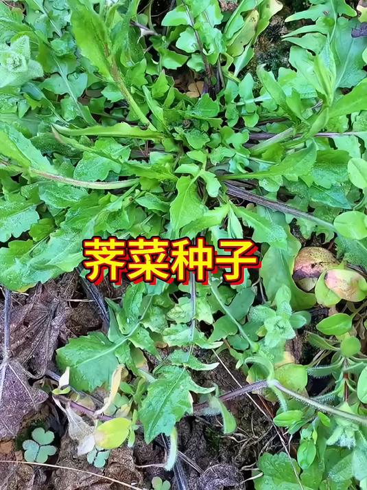 再也不用挖野菜了!撒把种子荠菜就疯长,吃都吃不完!