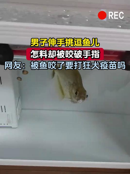 男子伸手挑逗鱼儿,怎料却被咬破手指,网友:被鱼咬了要打狂犬疫苗吗