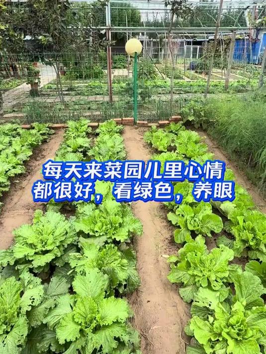 每天来菜园儿里心情都很好，看绿色，养眼