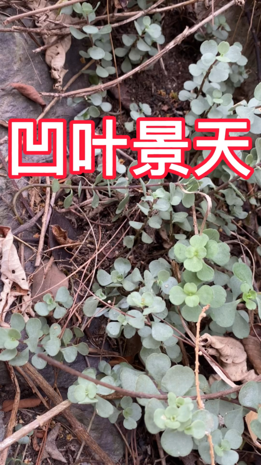 凹叶景天也叫“石板菜”