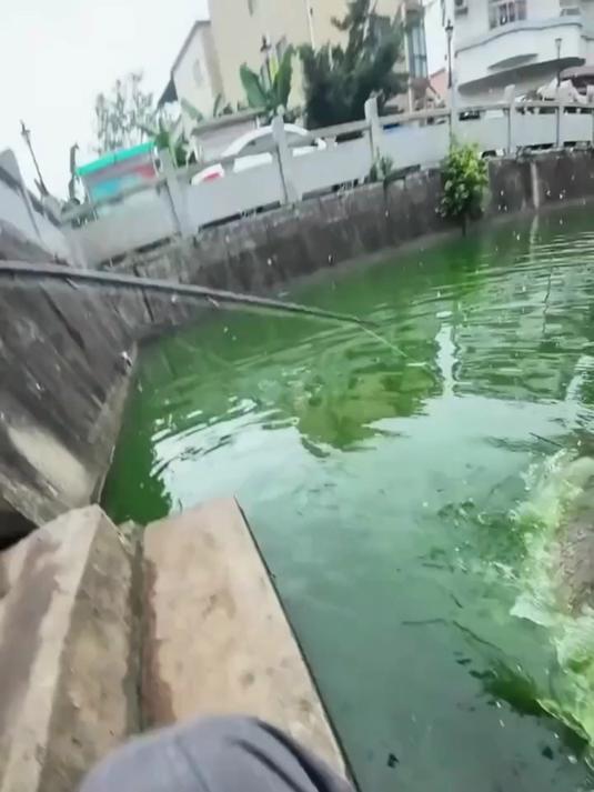 这是钓到了什么？#淡水鱼#