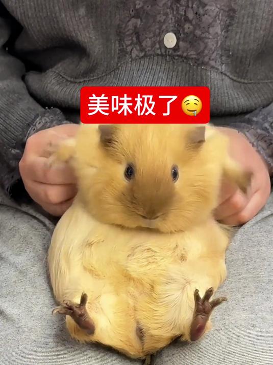 豚豚请回答!豚鼠一天究竟能制造多少巧克力豆?