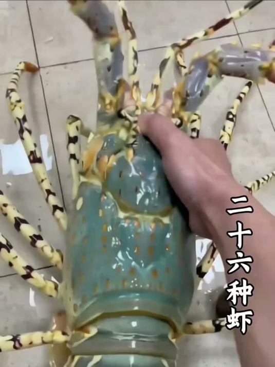 科普分享26种虾以及价格，你都吃过哪几种#科普#虾