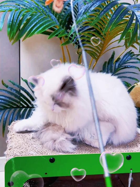 抱着毛绒鱼翻滚,咕噜声此起彼伏