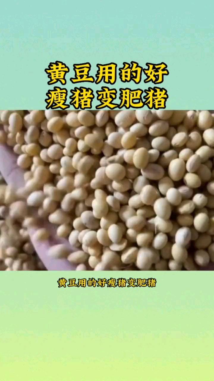 黄豆用的好 瘦猪变肥猪