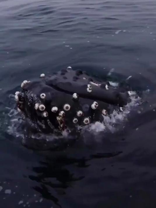 这头满身沾满藤壶的鲸鱼,简直是太可怜了,它正在寻求人类帮助