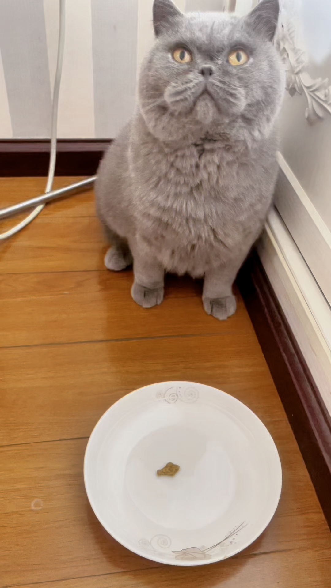 猫总金一顿的周末大餐:糖醋鱼