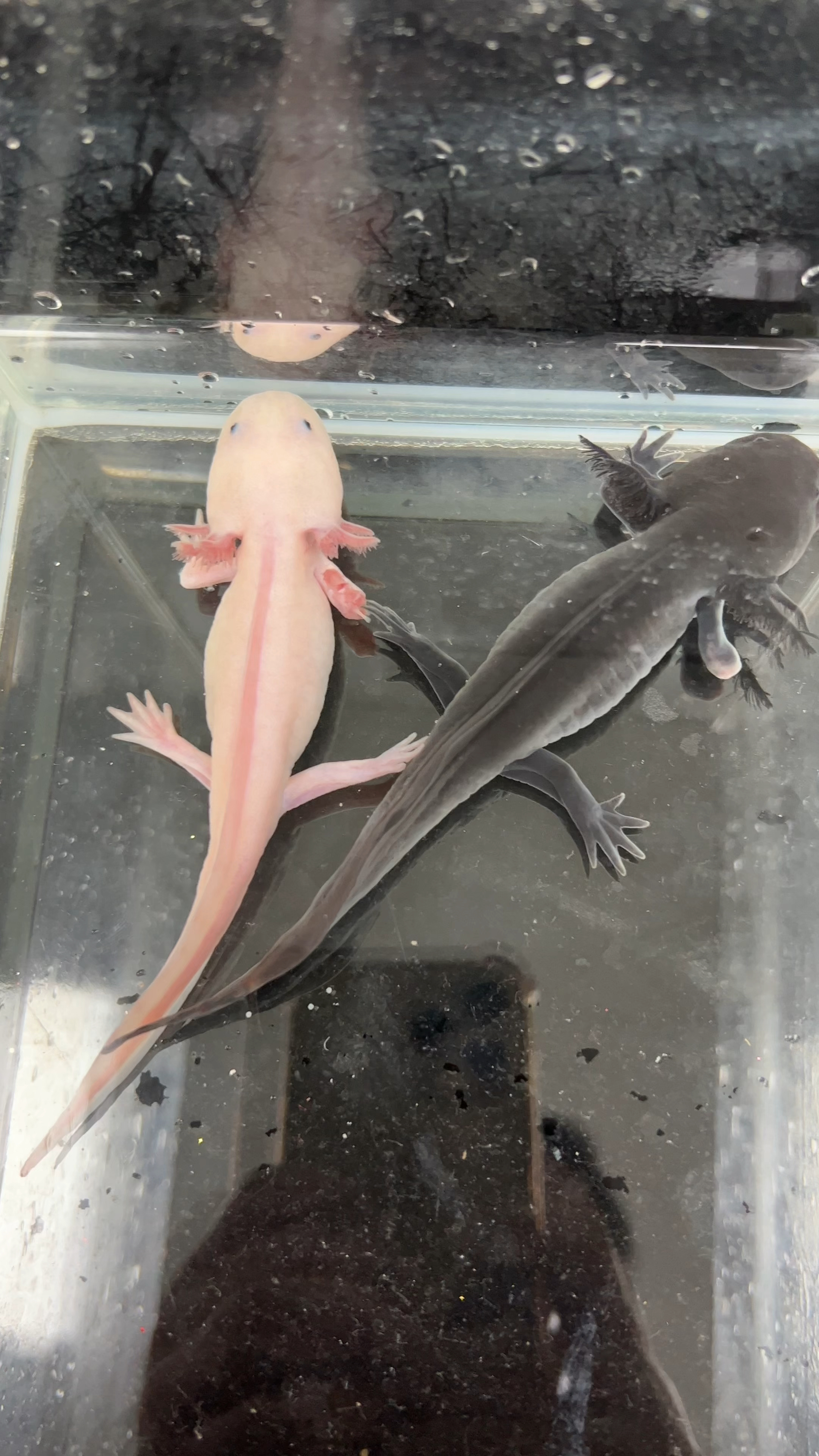 六角恐龙的理想食物