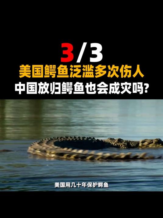 美国鳄鱼泛滥多次伤人,中国放归鳄鱼也会成灾吗?