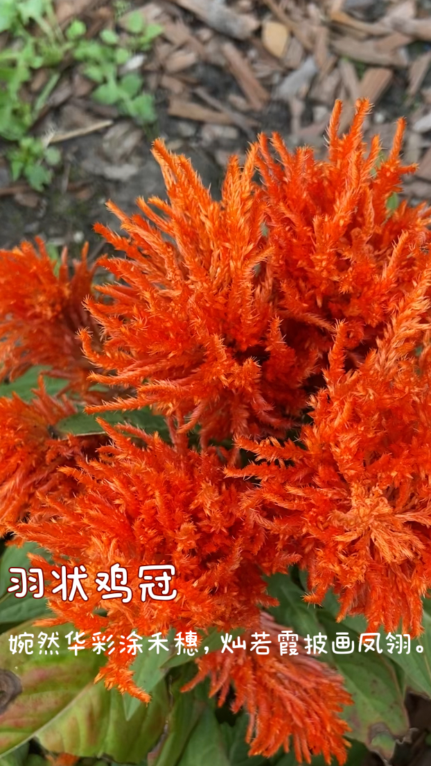 羽状鸡冠花:不一样的秋色