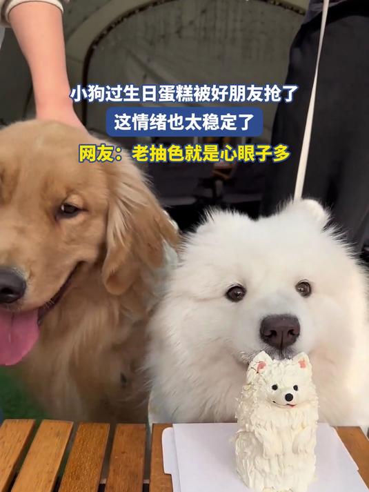 小狗过生日蛋糕被好朋友抢了,这情绪也太稳定了
