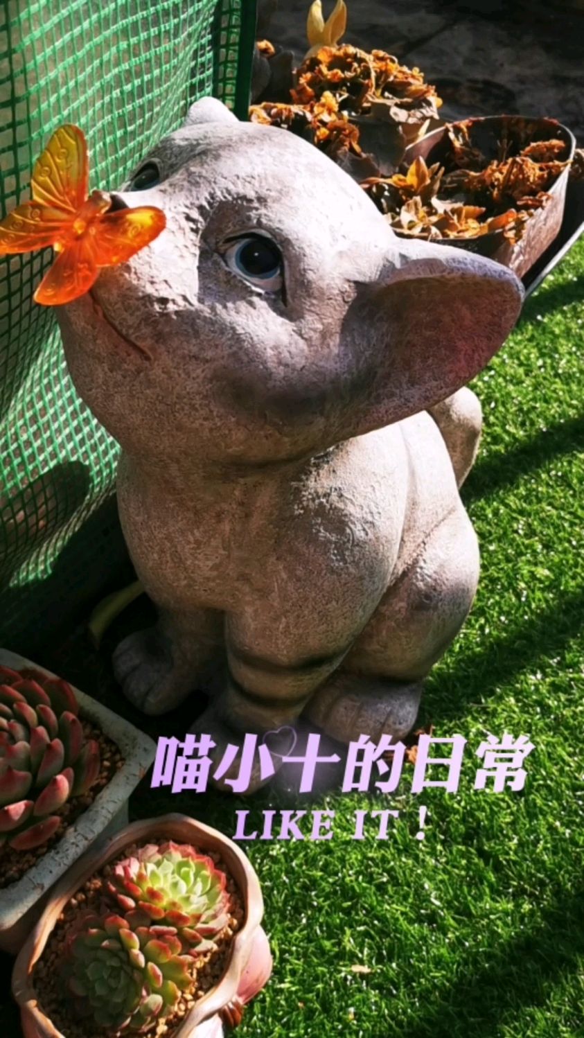 第一次视频,视频剪辑学习中,阁楼党多肉新手,也在学习中,记录点日常。。。