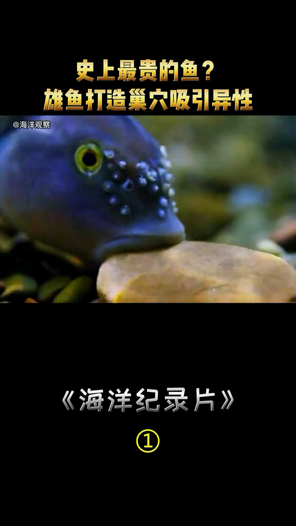 雄鱼打造巢穴吸引异性