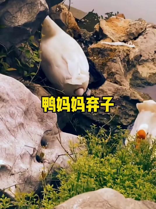 鸭妈妈将鸭蛋生在了池塘的排水口中,几天后小哥发现了这枚鸭蛋