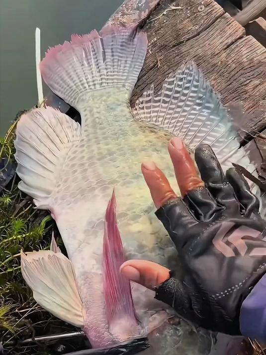 钓大罗非 新手也能轻松狂拉几十斤!