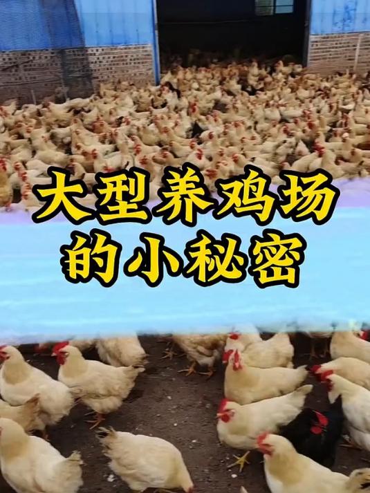 大型养鸡场不愿意告诉你的的养鸡秘方!