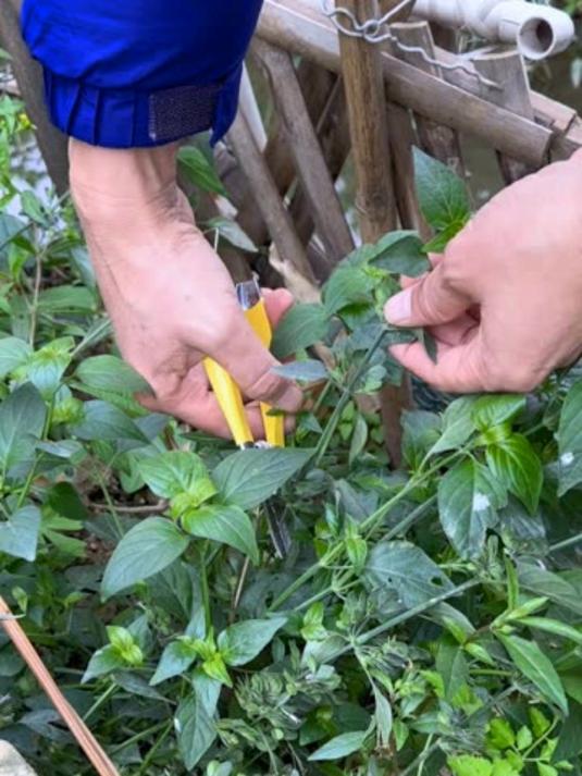 路边青也叫狗肝菜，农村人会把它种在菜园里