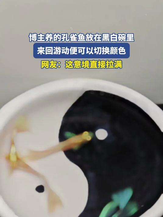 博主养的孔雀鱼放在黑白碗里，来回游动便可以切换颜色#宝藏城市漫游记#