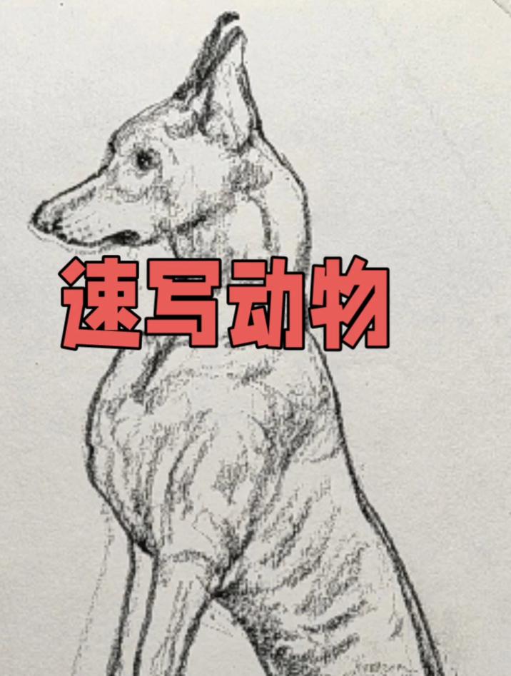 速写动物绘画步骤,画一只狗的速写