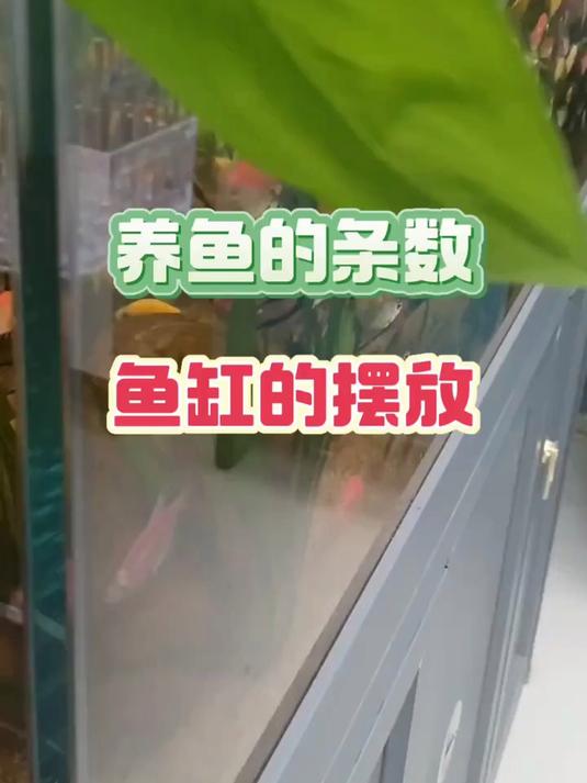 养鱼的条数和鱼缸的摆放!