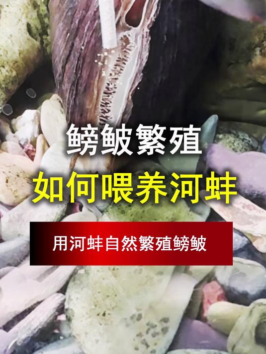 用河蚌自然繁殖鳑鲏,如何在鱼缸里喂养河蚌