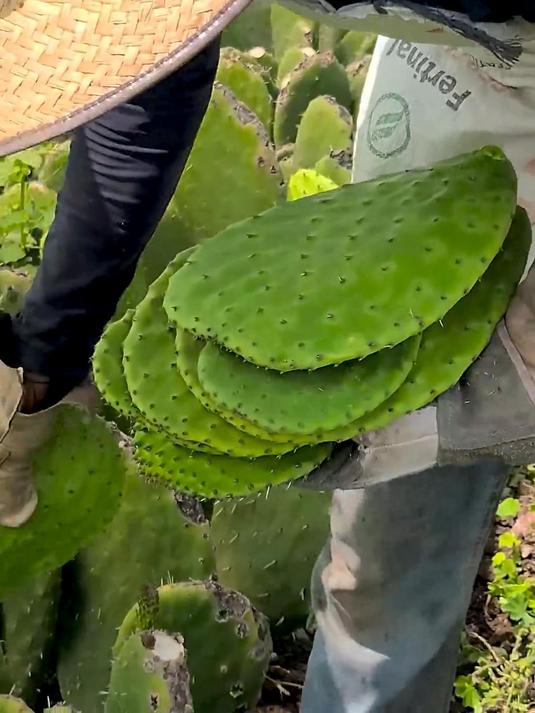 没想到仙人掌的叶片,还是一种可以食用的蔬菜!
