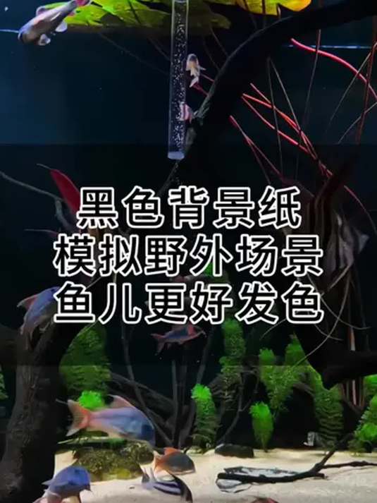 养鱼高手秘诀:鱼缸贴黑背景 鱼儿发色好 安全感足