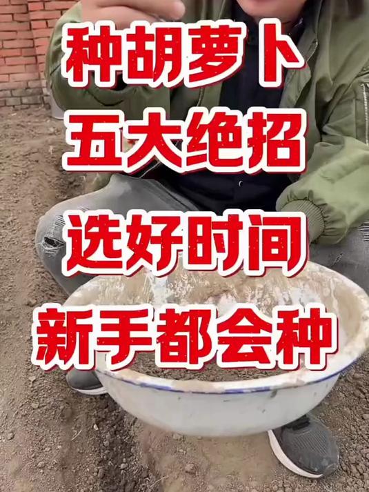 糖心水果胡萝卜种子 玫瑰红三红胡萝卜种籽 甜脆生吃阳台盆栽大田四季蔬菜籽#糖心胡萝卜种#